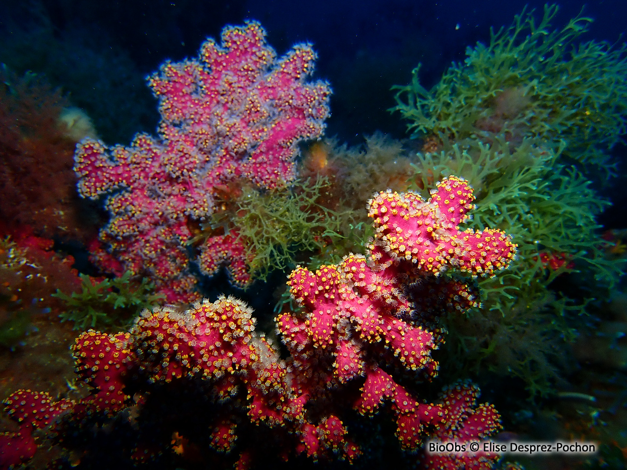 Alcyon encroûtant - Alcyonium coralloides