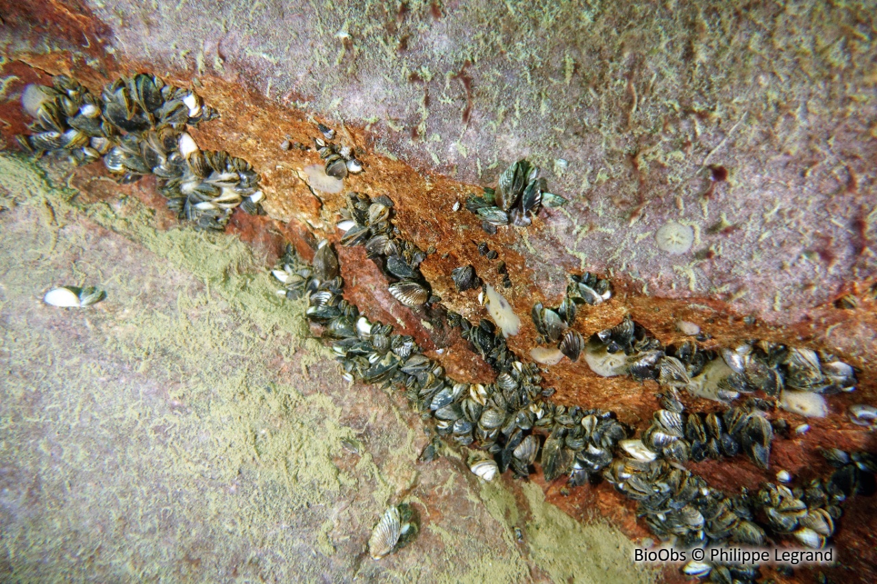 Moule zébrée d'eau douce - Dreissena sp - Philippe Legrand - BioObs