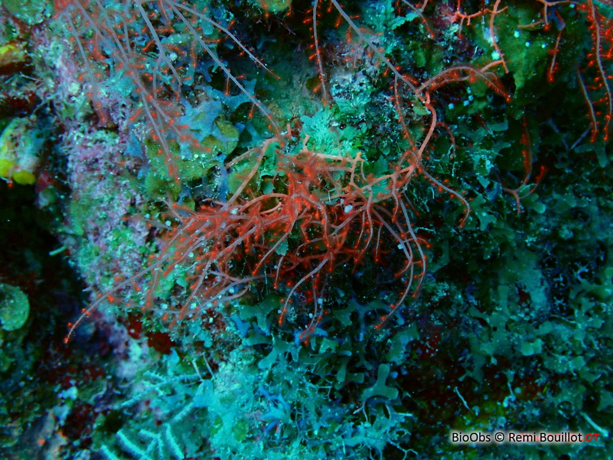 Spongoclonium des Caraïbes - Spongoclonium caribaeum - Remi Bouillot - BioObs