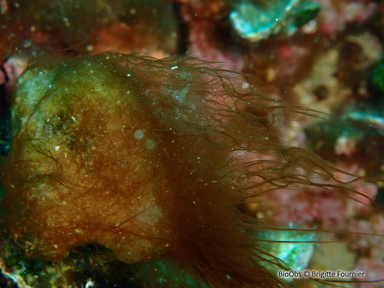 Polysiphonia - Womersleyella setacea - Brigitte Fournier - BioObs