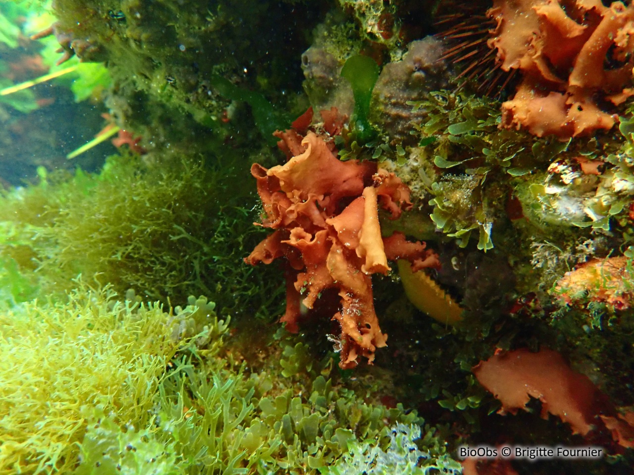 Grateloupe lancéolée - Pachymeniopsis lanceolata - Brigitte Fournier - BioObs