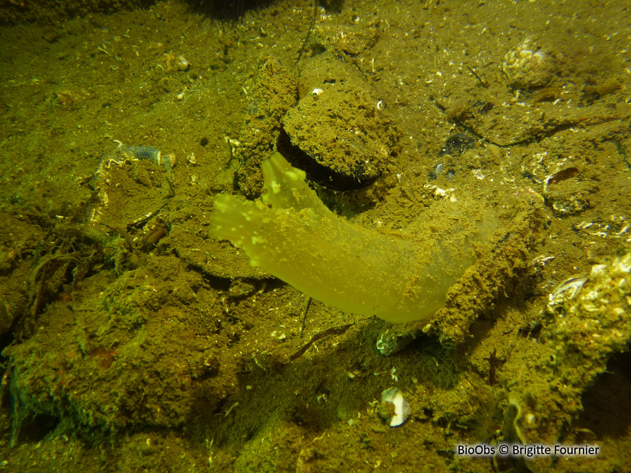 Cione robuste - Ciona robusta - Brigitte Fournier - BioObs