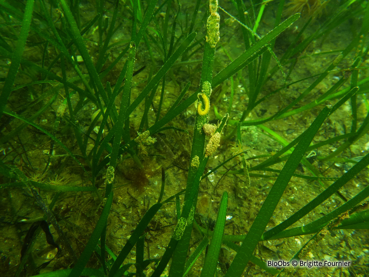 Zostère marine - Zostera (Zostera) marina - Brigitte Fournier - BioObs