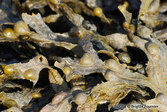 Fucus vésiculeux - Fucus vesiculosus - Brigitte Fournier - BioObs