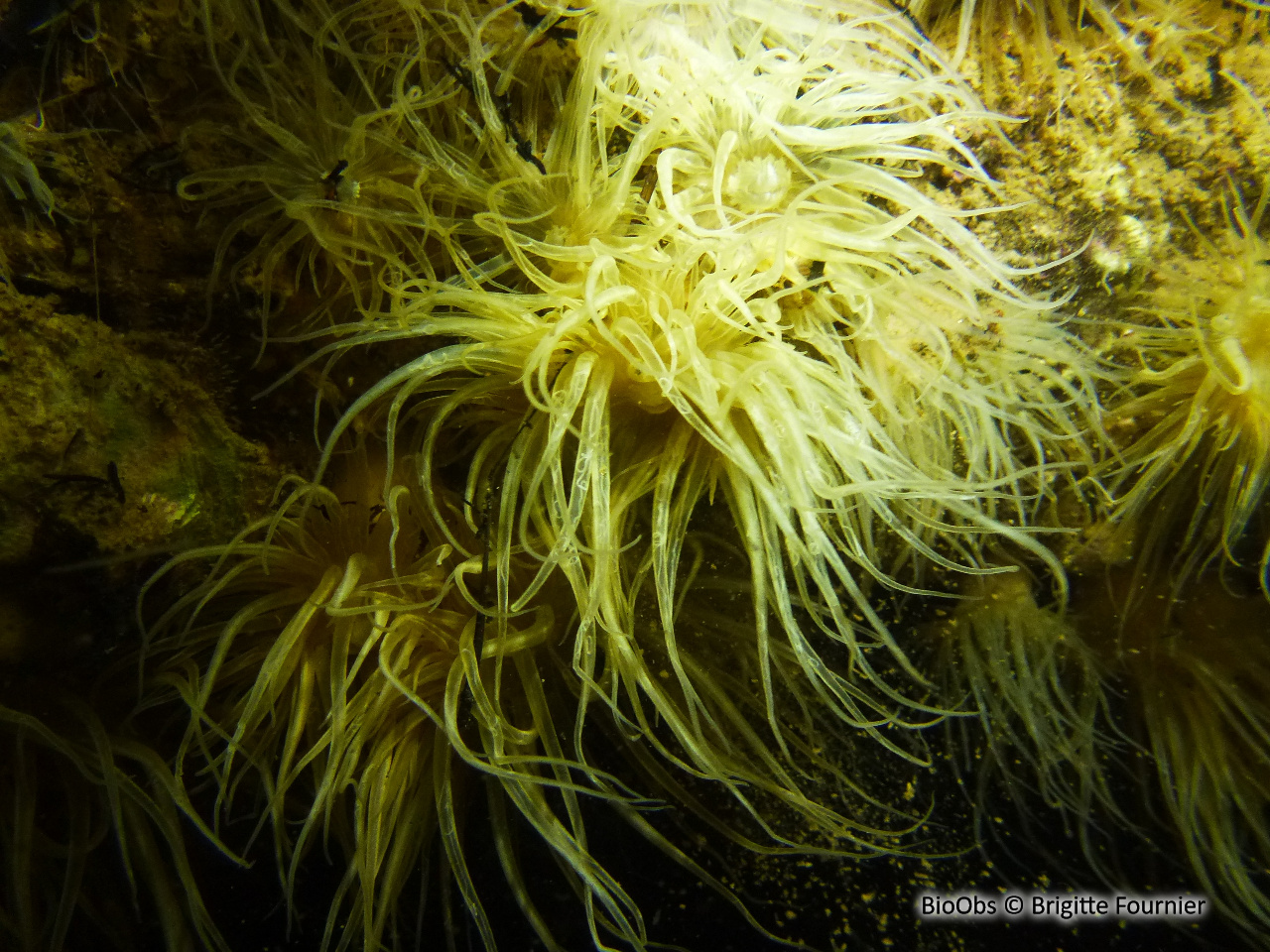 Aiptasie diaphane - Exaiptasia diaphana - Brigitte Fournier - BioObs