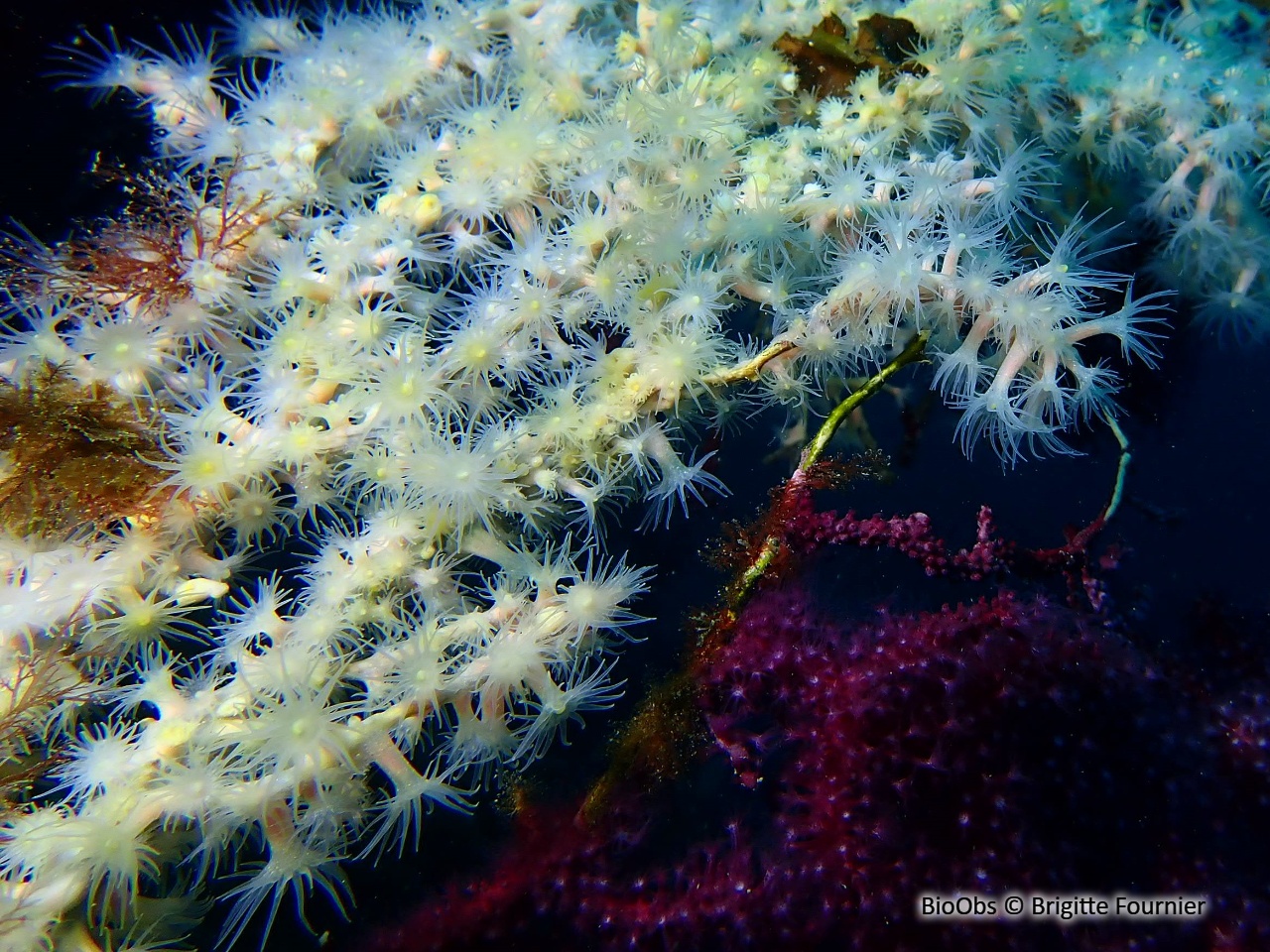 Alcyon encroûtant - Alcyonium coralloides - Brigitte Fournier - BioObs