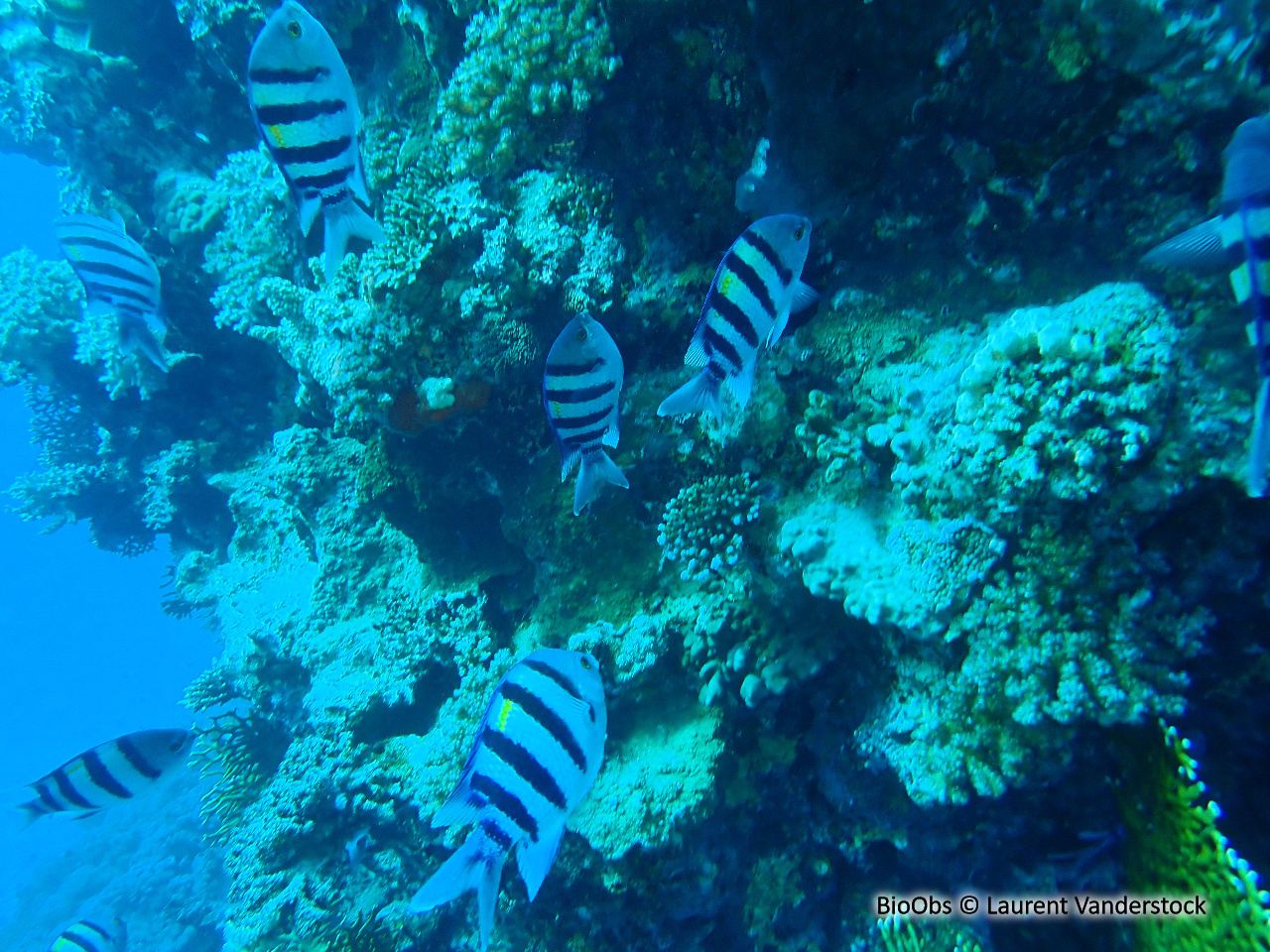 Poisson-bagnard - Abudefduf vaigiensis - Brigitte Fournier - BioObs