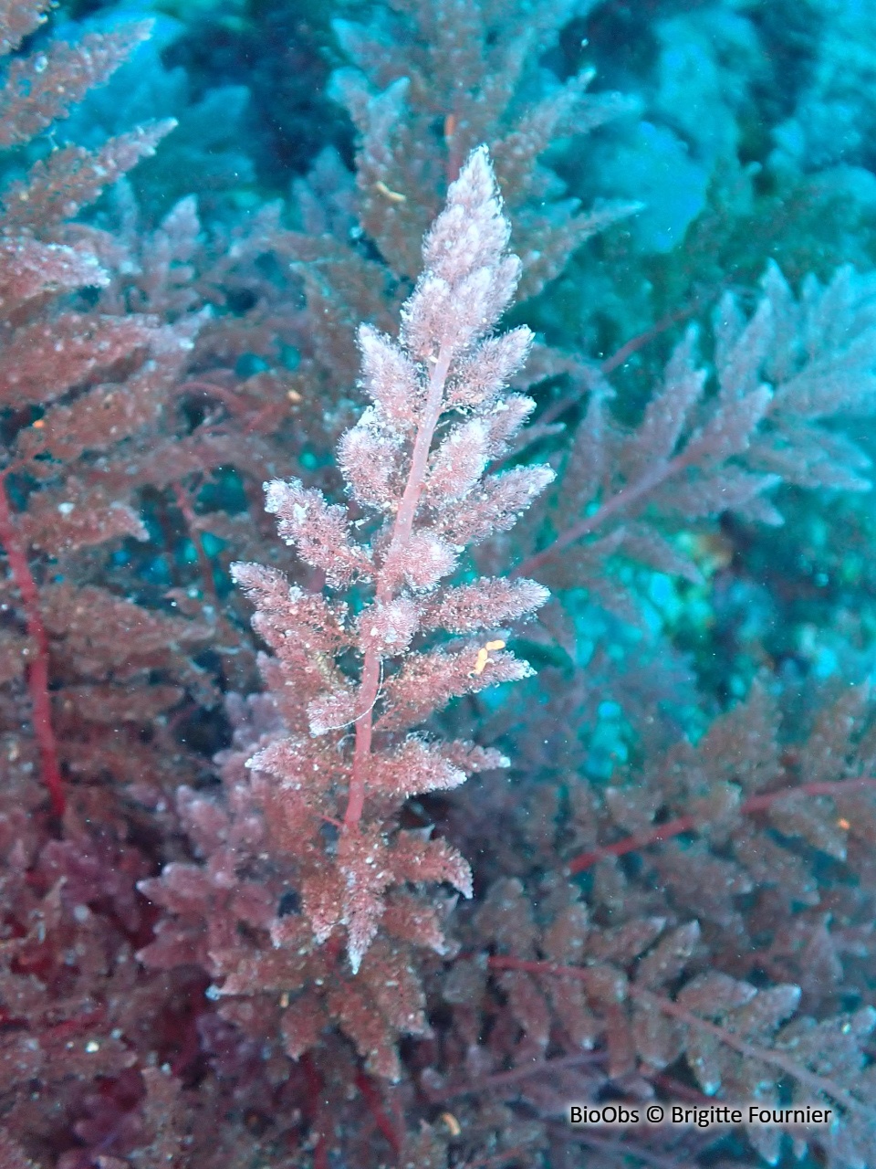 Algue chevelue rouge - Asparagopsis taxiformis - Brigitte Fournier - BioObs