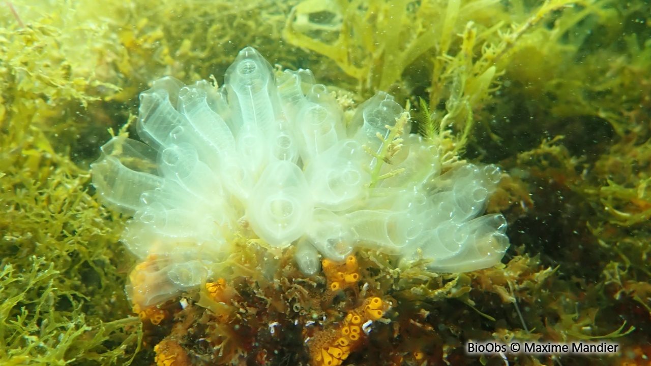 Claveline oblongue - Clavelina oblonga - Maxime Mandier - BioObs