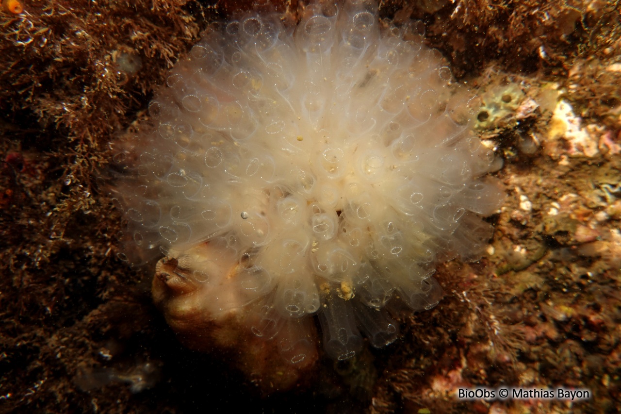 Claveline oblongue - Clavelina oblonga - Mathias Bayon - BioObs