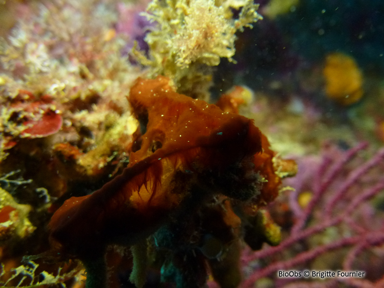 Polysiphonia - Womersleyella setacea - Brigitte Fournier - BioObs