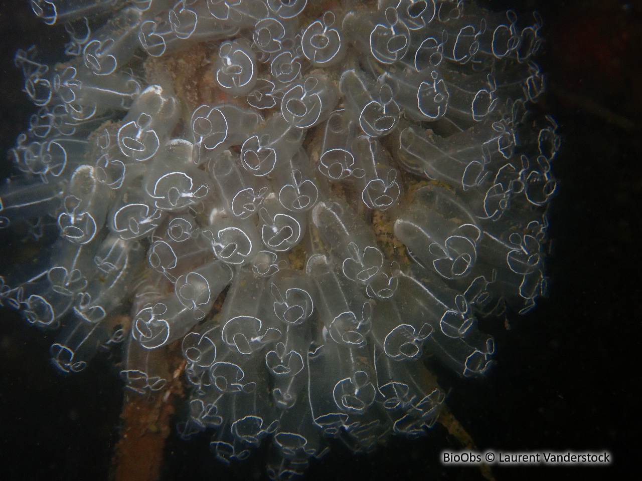 Grande claveline - Clavelina lepadiformis - Laurent Vanderstock - BioObs