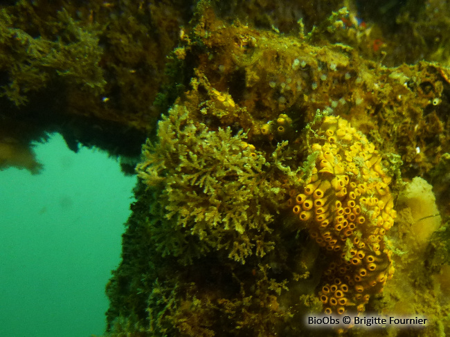 Bugule à stolon - Bugulina stolonifera - Brigitte Fournier - BioObs