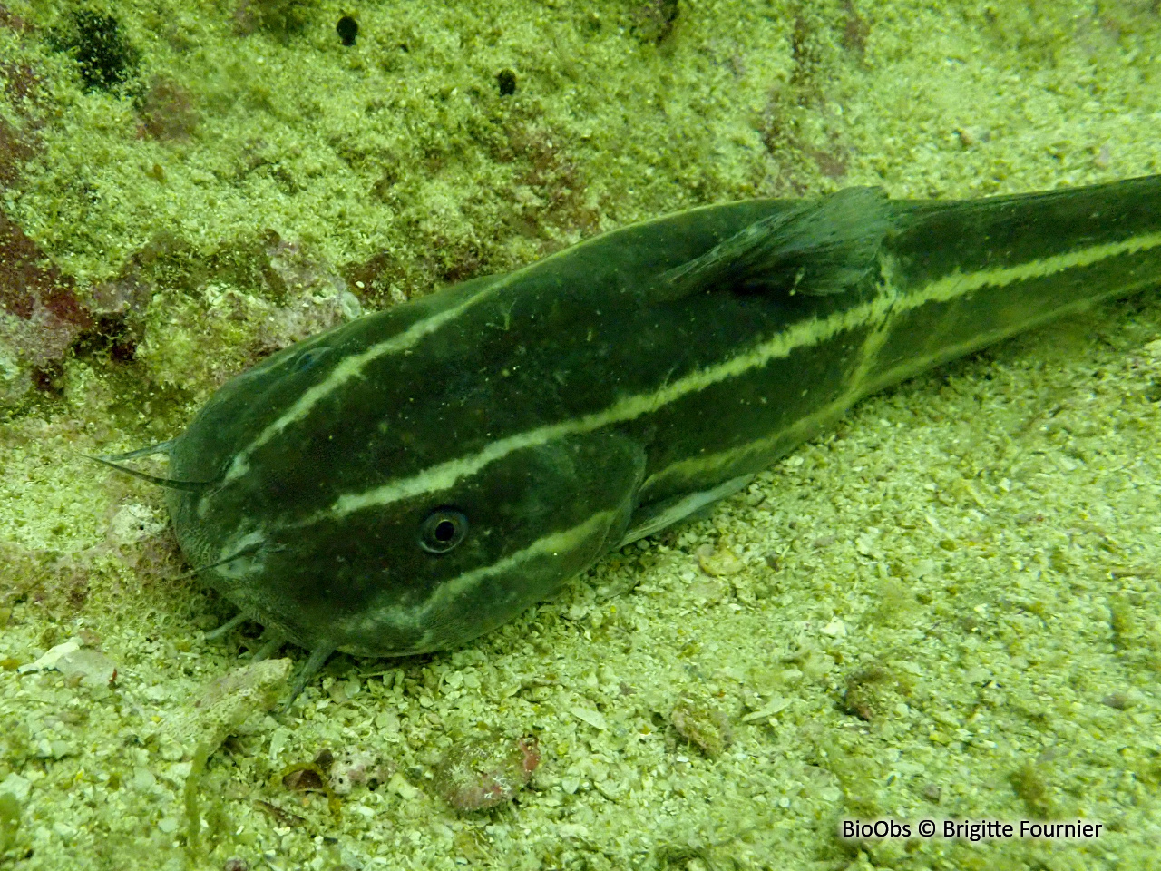 Poisson-chat rayé - Plotosus lineatus - Brigitte Fournier - BioObs