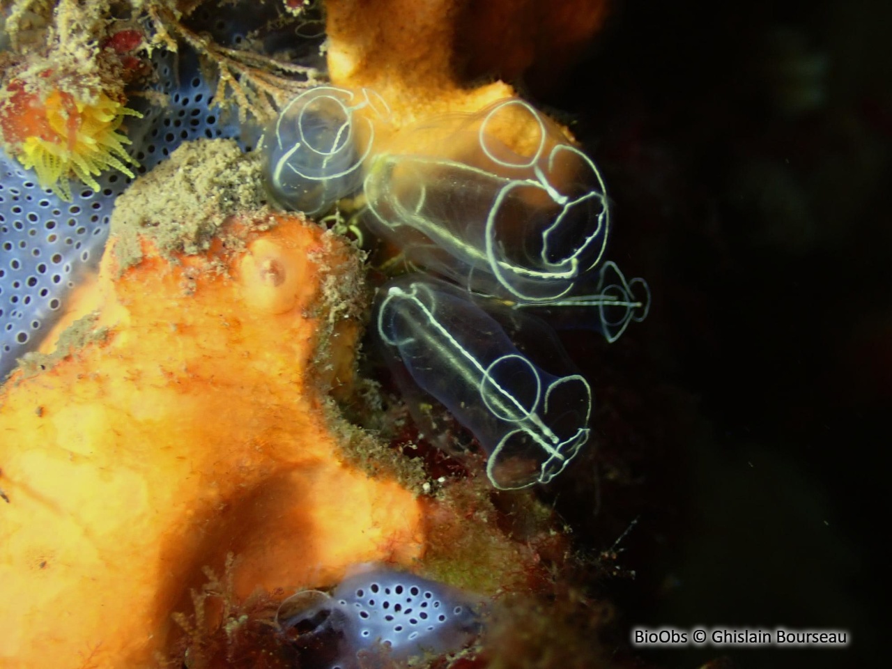 Grande claveline - Clavelina lepadiformis - Ghislain Bourseau - BioObs