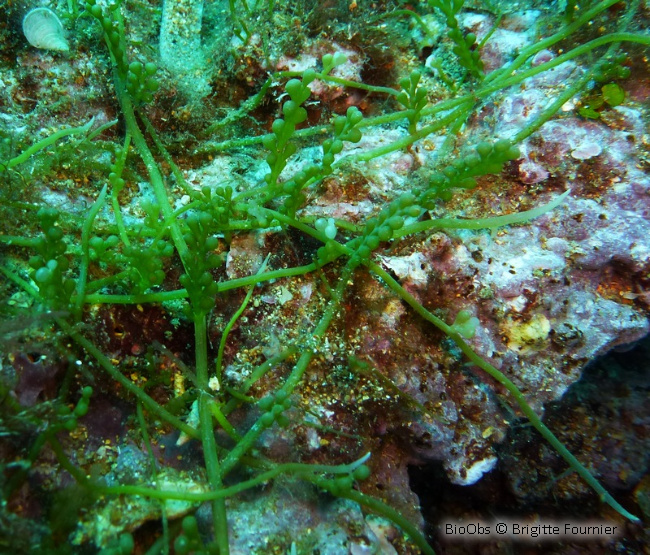 Caulerpe cylindracée - Caulerpa cylindracea - Brigitte Fournier - BioObs