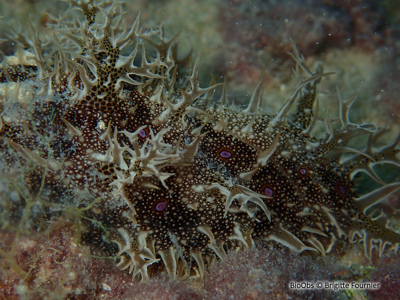 Lièvre de mer effiloché - Bursatella leachii - Brigitte Fournier - BioObs