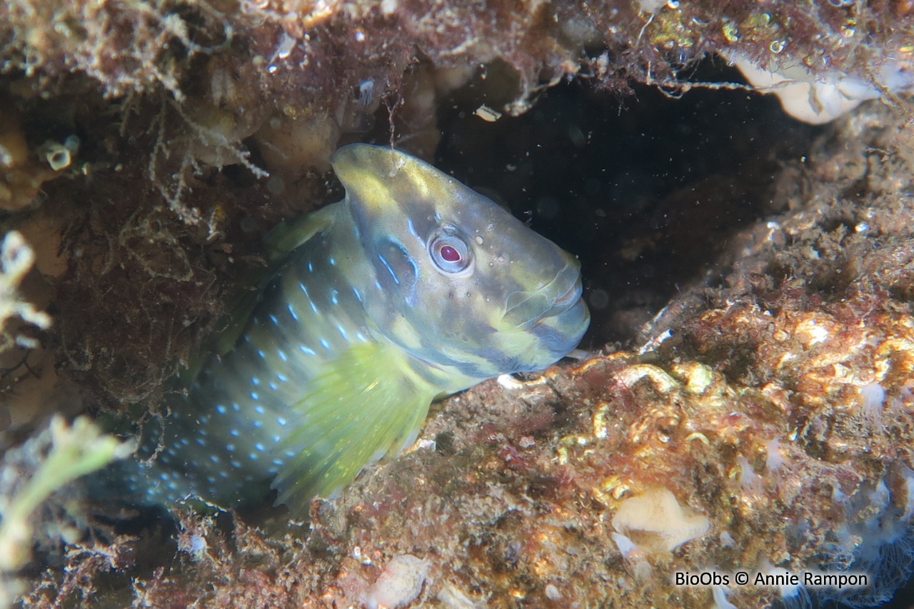 Blennie paon - Salaria pavo - Brigitte Fournier - BioObs