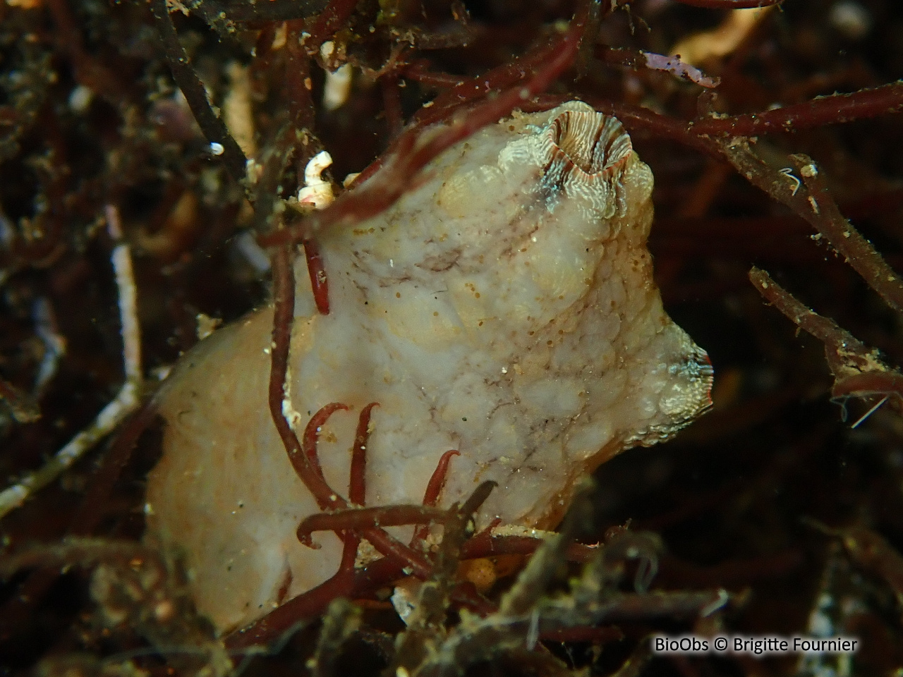 Ascidie plissée - Styela plicata - Brigitte Fournier - BioObs