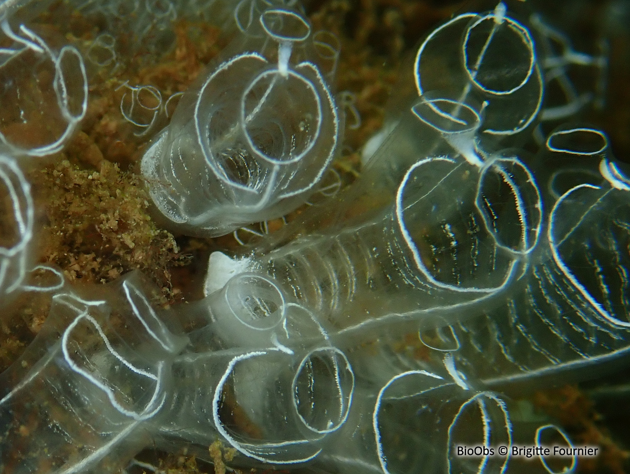 Grande claveline - Clavelina lepadiformis - Brigitte Fournier - BioObs