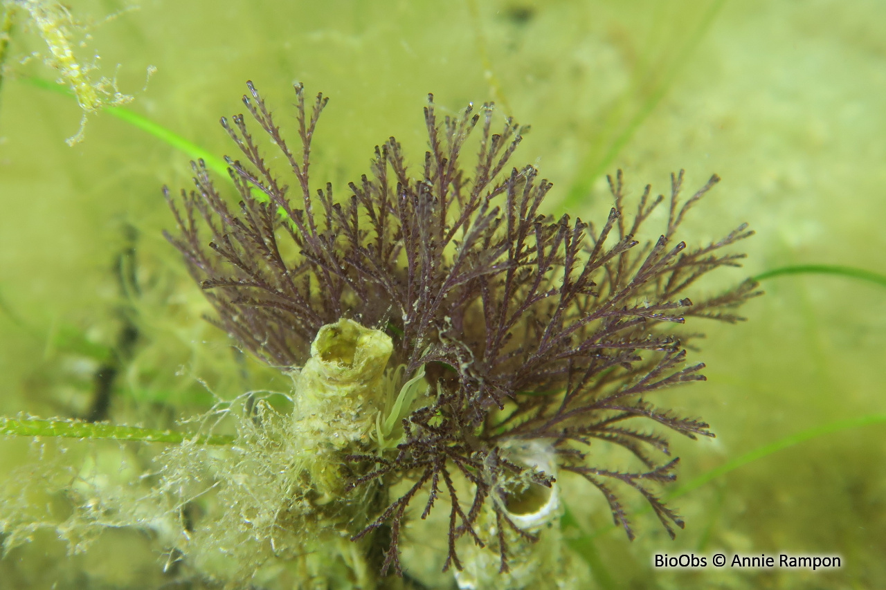 Bugule brune - Bugula neritina - Annie Rampon - BioObs