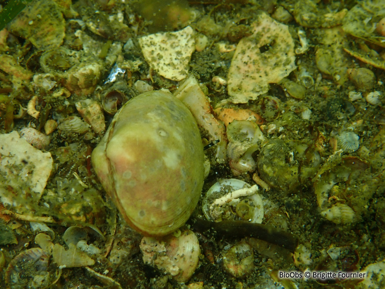 Palourde croisée japonaise - Ruditapes sp. - Brigitte Fournier - BioObs