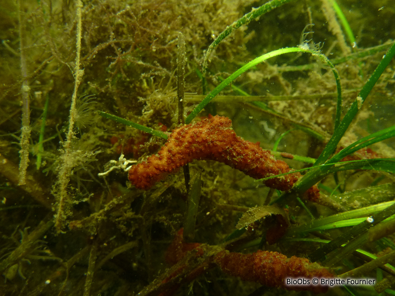 Botrylle violet - Botrylloides violaceus - Brigitte Fournier - BioObs