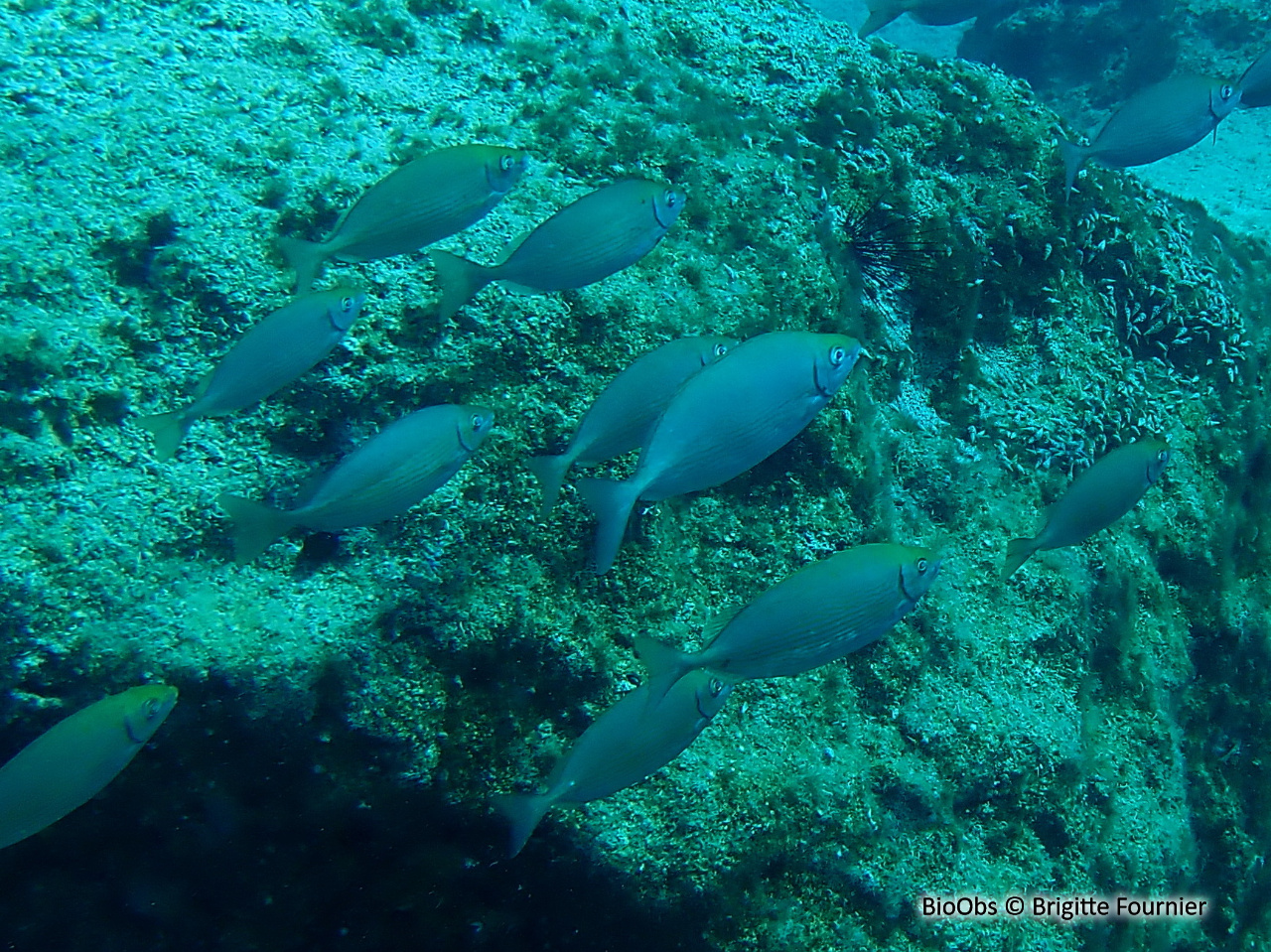 Poisson lapin à ventre strié - Siganus rivulatus - Brigitte Fournier - BioObs