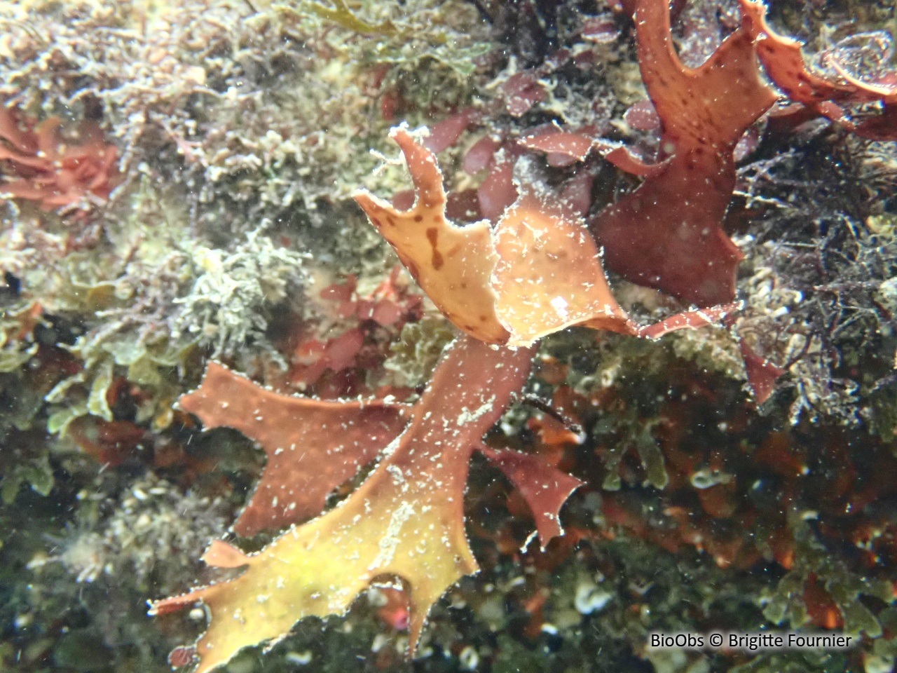 Grateloupe lancéolée - Pachymeniopsis lanceolata - Brigitte Fournier - BioObs