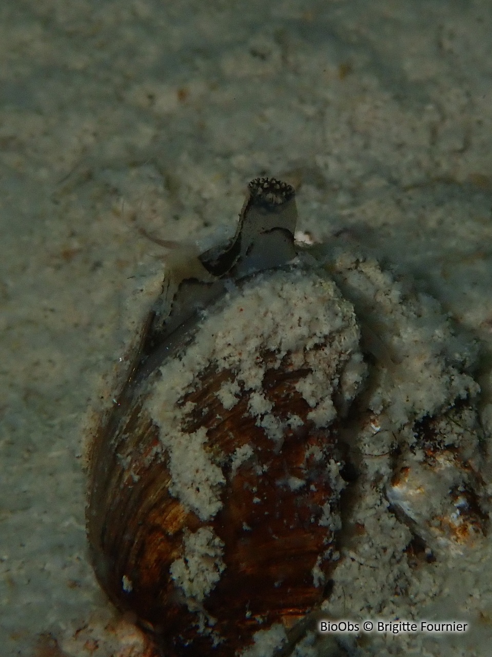 Moule zébrée d'eau douce - Dreissena sp Moule zébrée d'eau douce - Dreissena sp