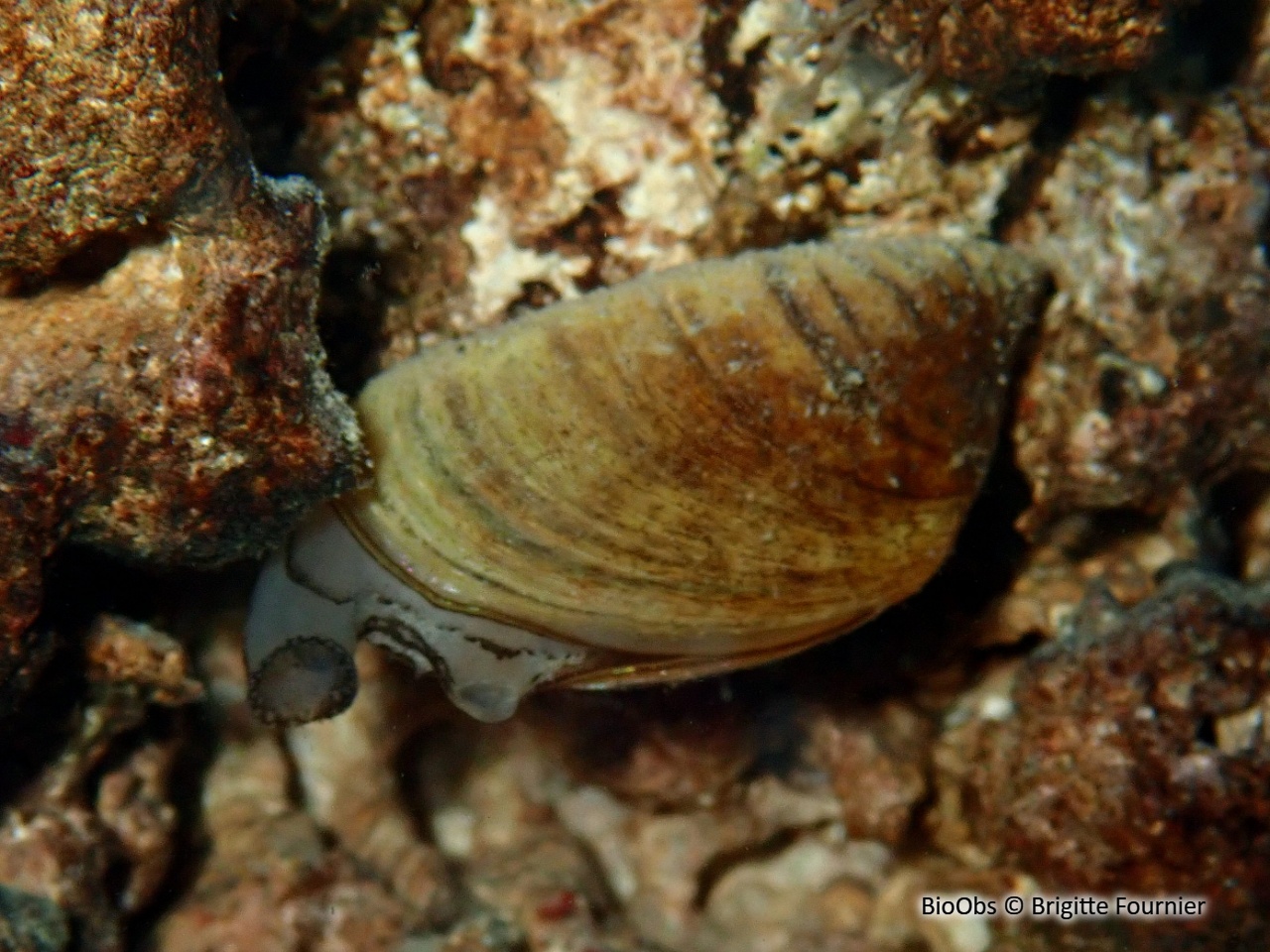 Moule zébrée d'eau douce - Dreissena sp - Brigitte Fournier - BioObs