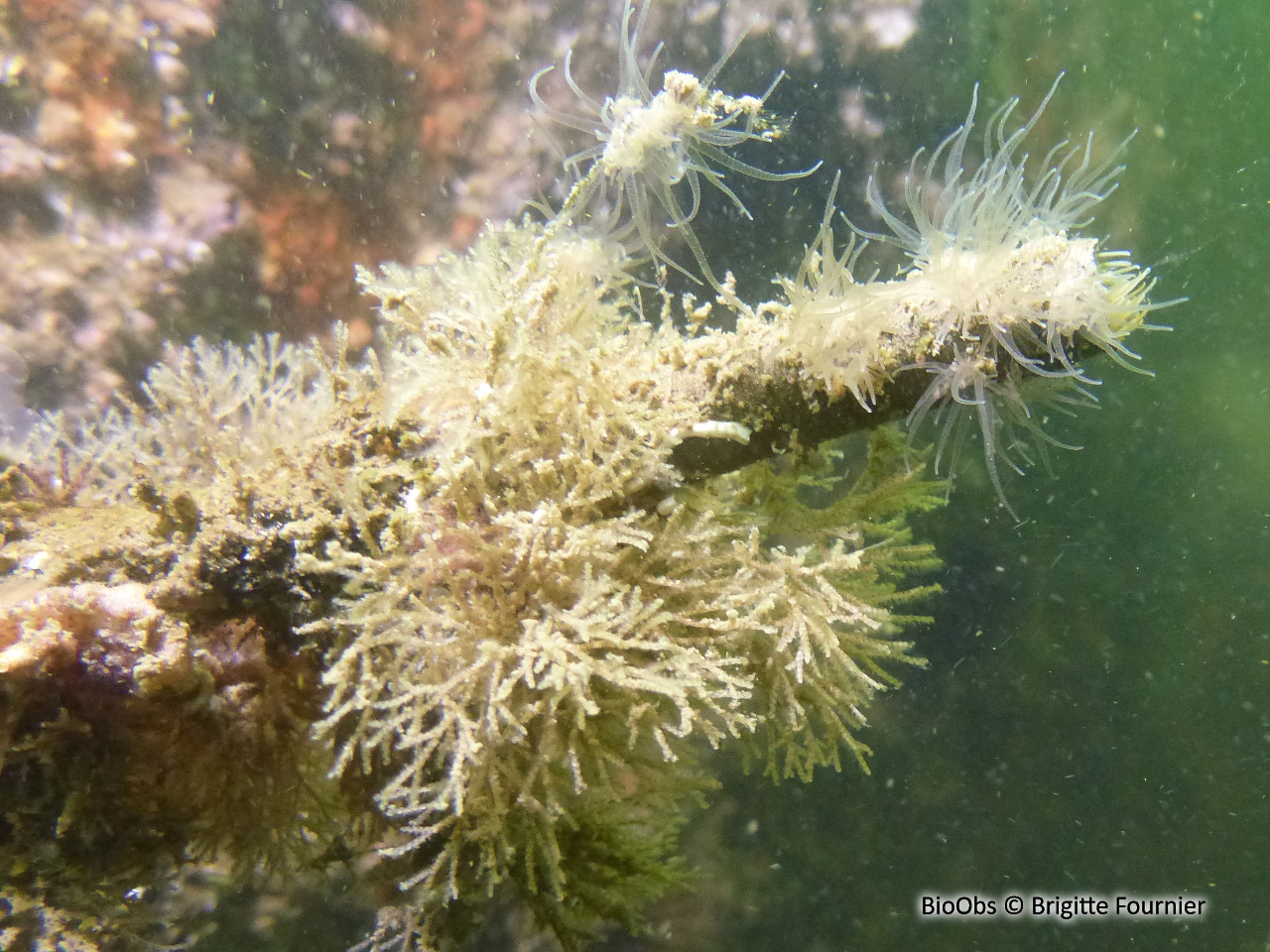 Bryozoaire inopiné - Tricellaria inopinata - Brigitte Fournier - BioObs