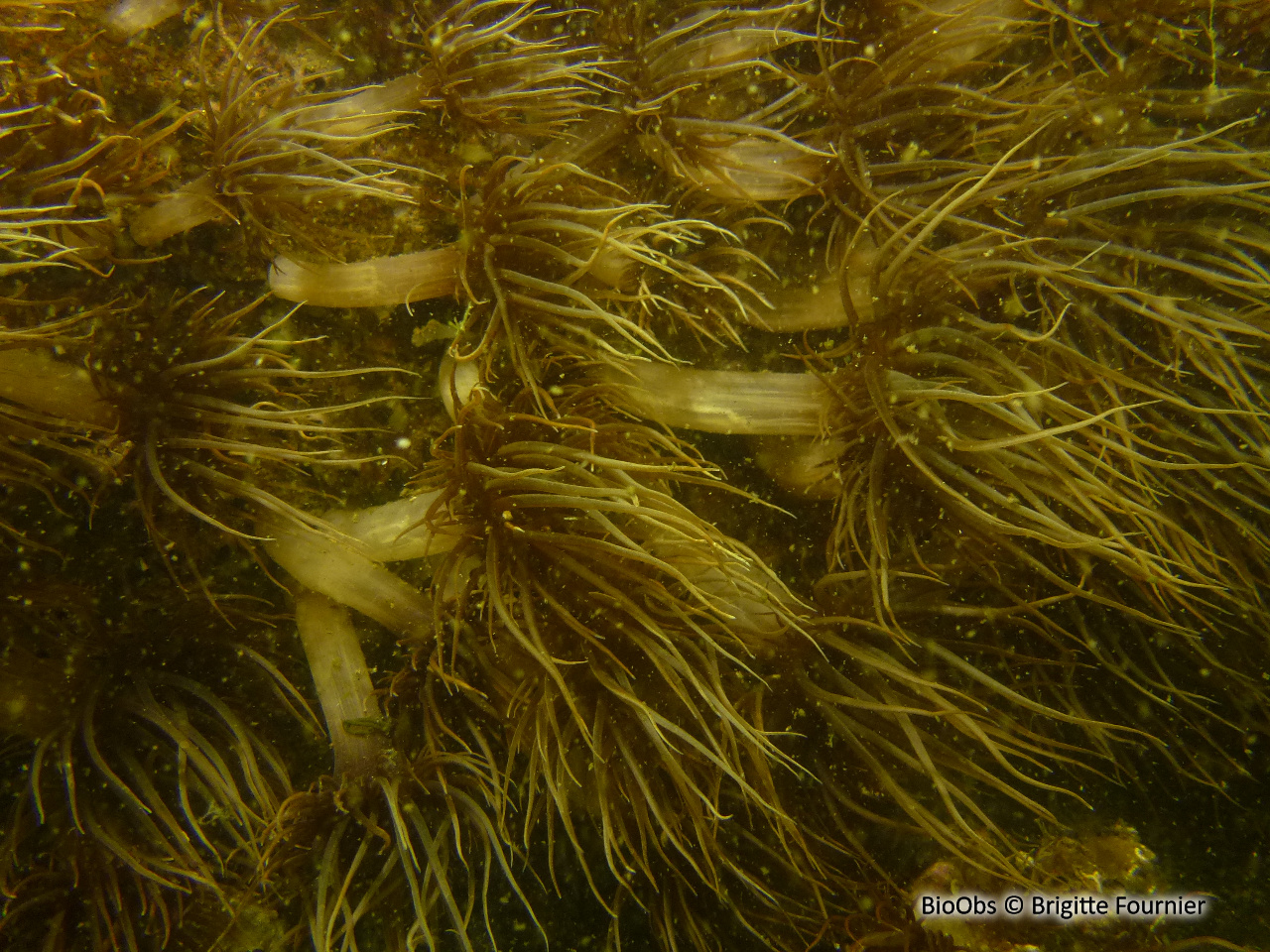 Aiptasie diaphane - Exaiptasia diaphana - Brigitte Fournier - BioObs