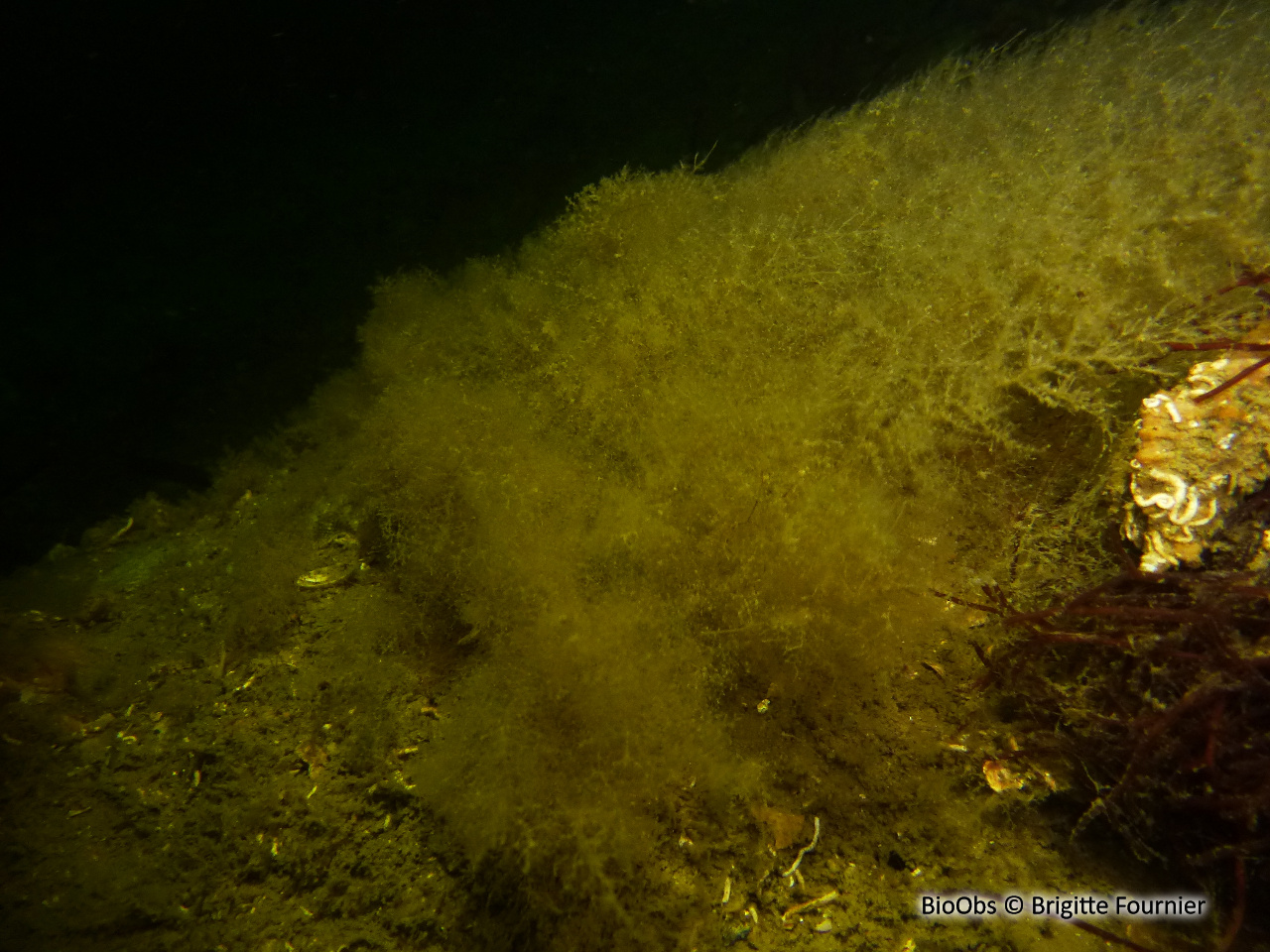 Bugule à stolon - Bugulina stolonifera - Brigitte Fournier - BioObs