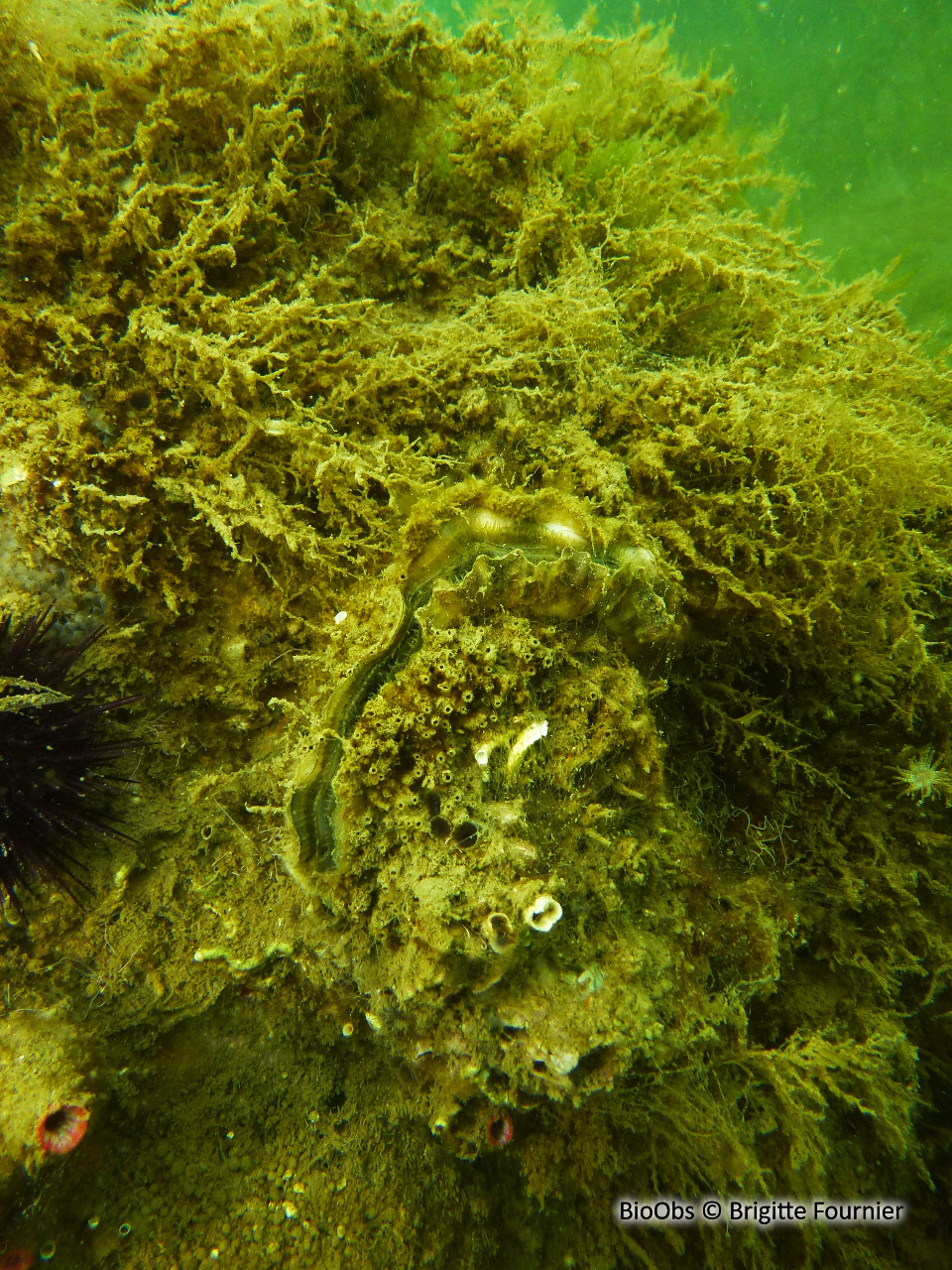 Huitre creuse - Magallana gigas - Brigitte Fournier - BioObs