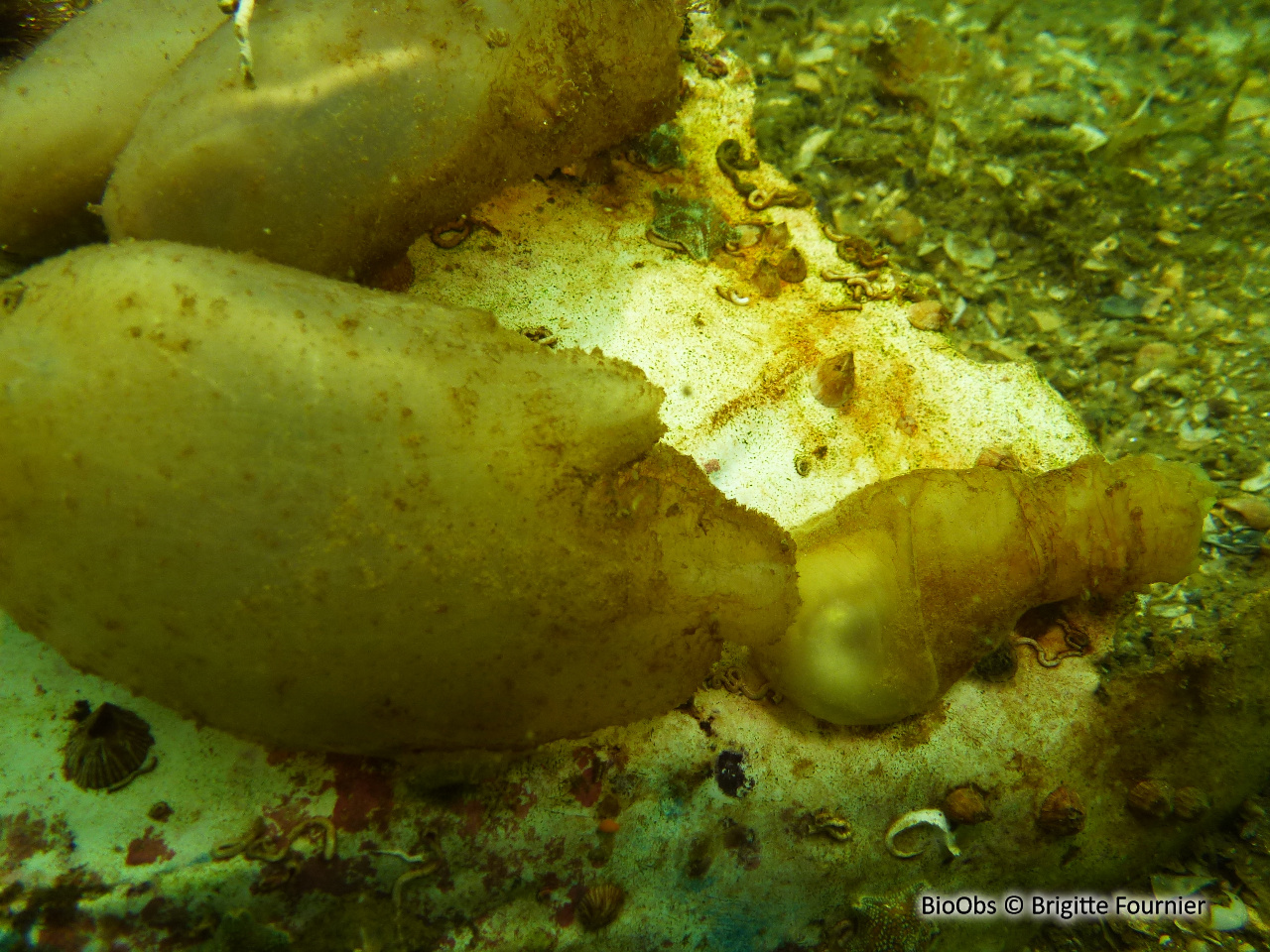 Ascidie sale - Ascidiella aspersa - Brigitte Fournier - BioObs
