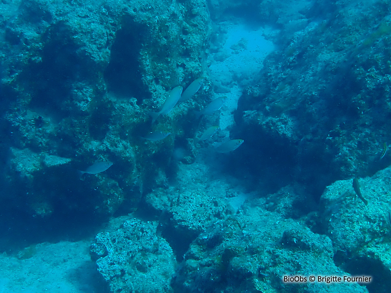 Poisson lapin à ventre strié - Siganus rivulatus - Brigitte Fournier - BioObs