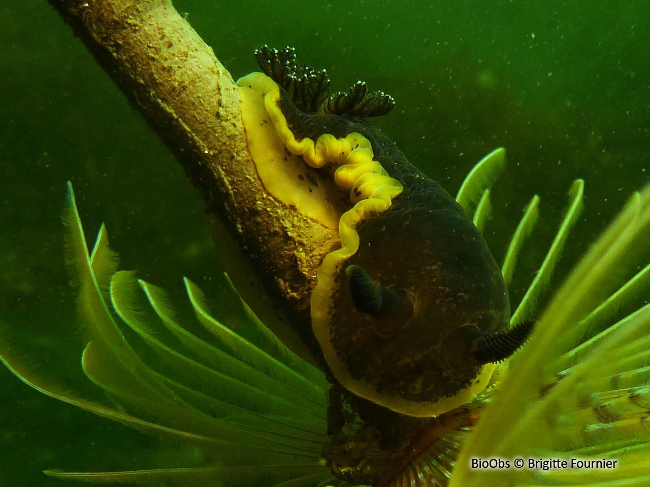 Doris marbrée - Dendrodoris limbata - Brigitte Fournier - BioObs