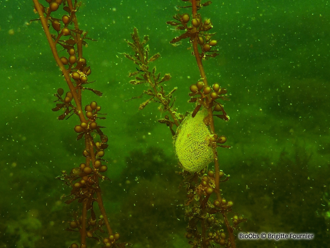 Sargasse japonaise - Sargassum muticum - Brigitte Fournier - BioObs