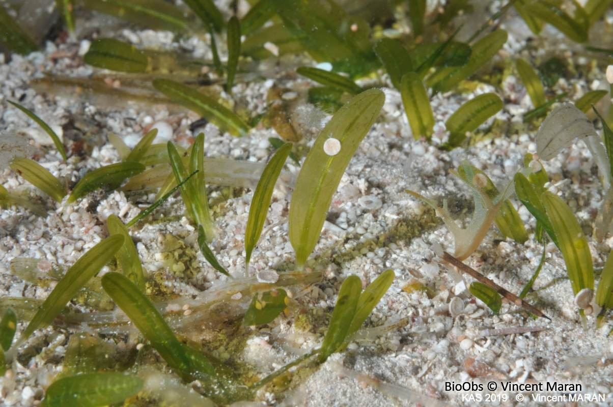 Halophile stipulée - Halophila stipulacea - Brigitte Fournier - BioObs