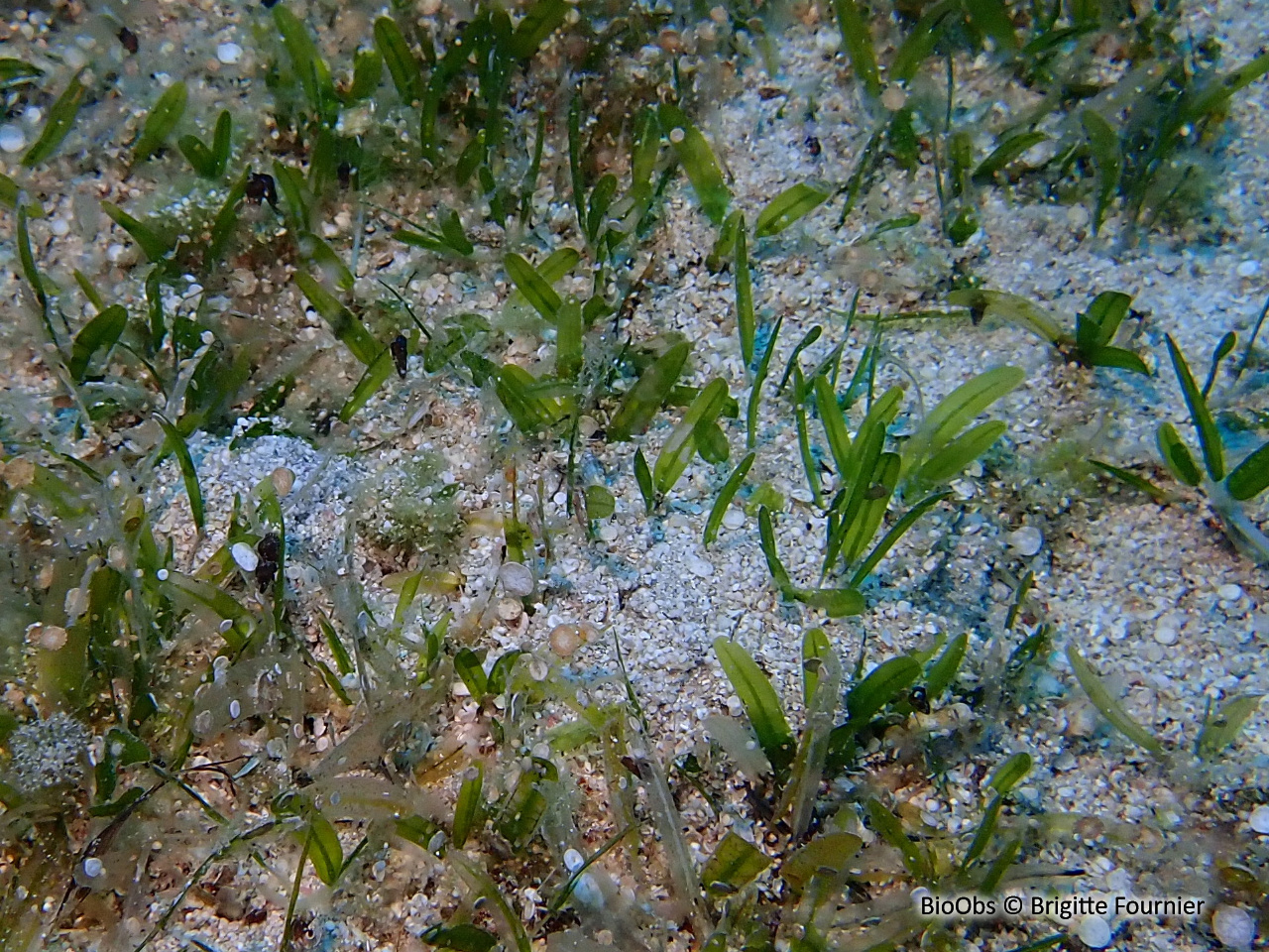 Halophile stipulée - Halophila stipulacea - Brigitte Fournier - BioObs