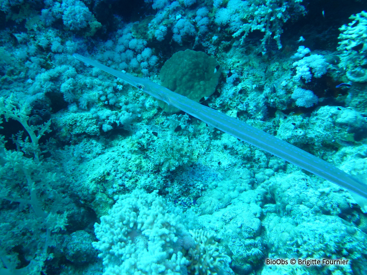 Poisson-flûte à taches bleues - Fistularia commersonii - Brigitte Fournier - BioObs