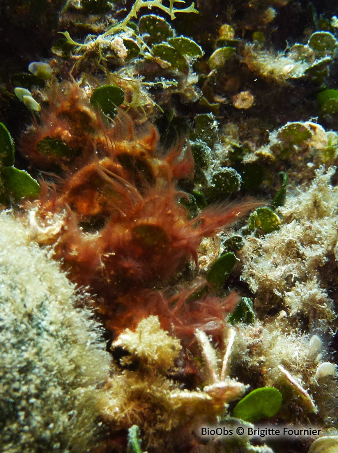 Polysiphonia - Womersleyella setacea - Brigitte Fournier - BioObs