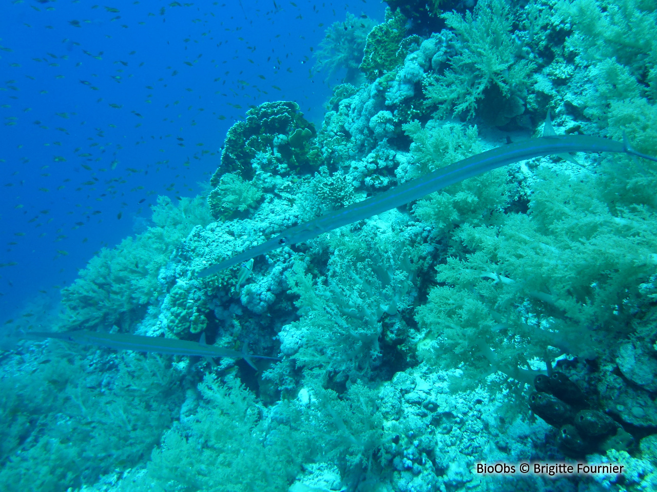 Poisson-flûte à taches bleues - Fistularia commersonii - Brigitte Fournier - BioObs