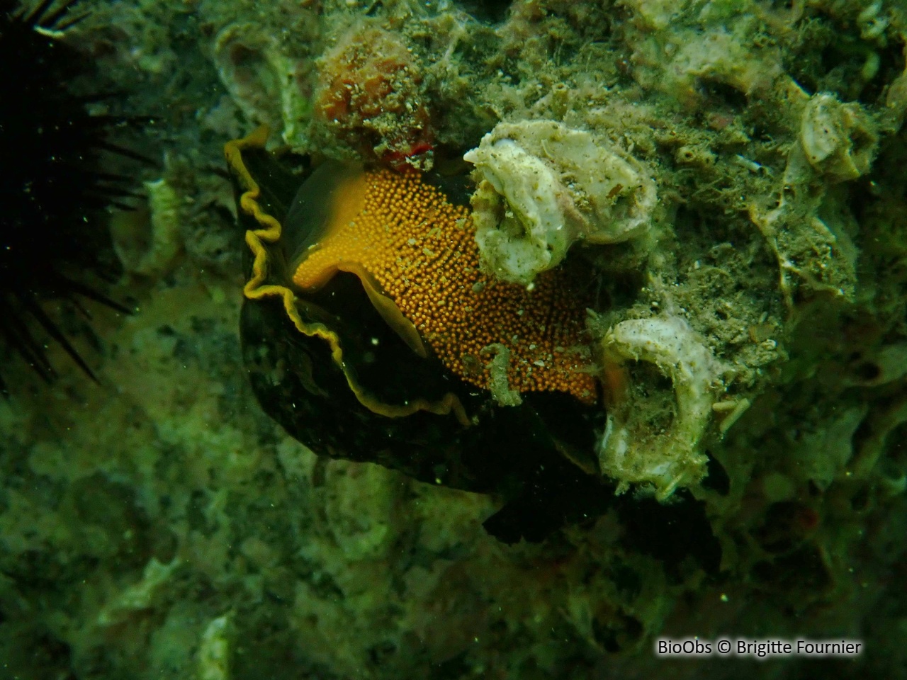 Doris marbrée ponte - Dendrodoris 