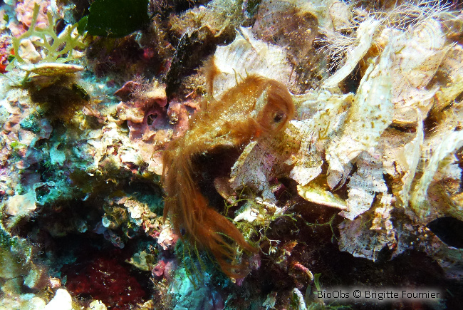 Polysiphonia - Womersleyella setacea - Brigitte Fournier - BioObs