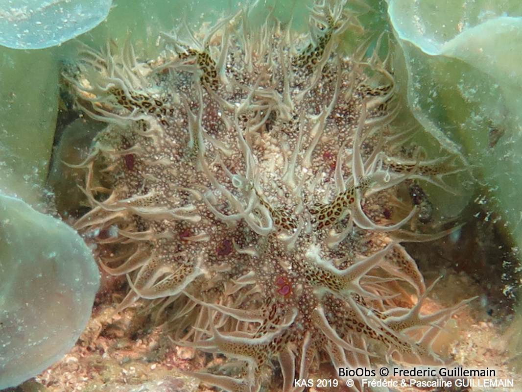 Lièvre de mer effiloché - Bursatella leachii - Brigitte Fournier - BioObs