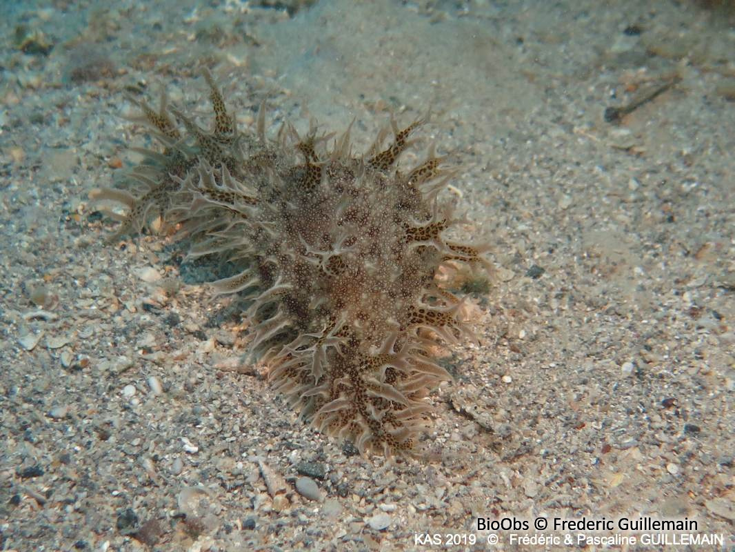 Lièvre de mer effiloché - Bursatella leachii - Brigitte Fournier - BioObs