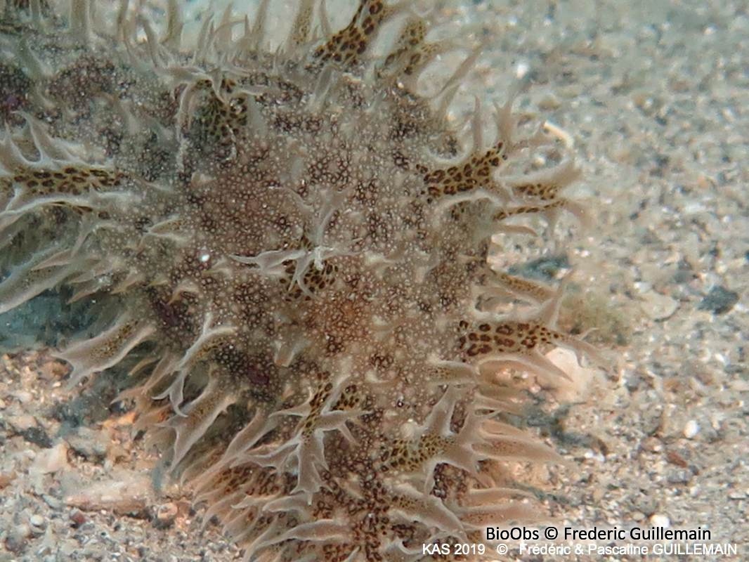 Lièvre de mer effiloché - Bursatella leachii - Brigitte Fournier - BioObs