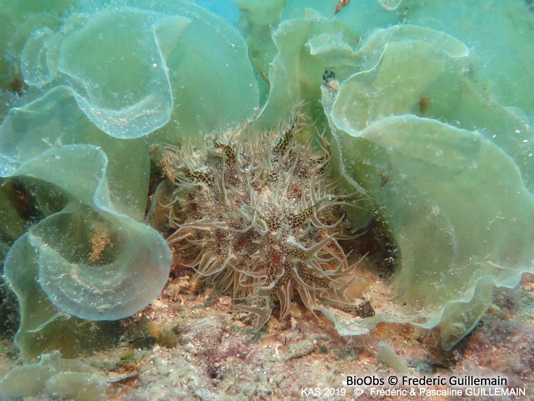 Lièvre de mer effiloché - Bursatella leachii - Brigitte Fournier - BioObs